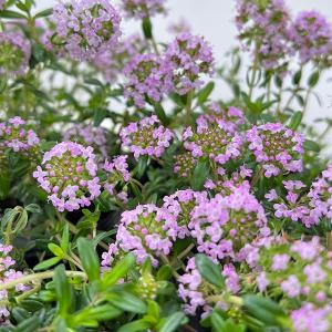 クリーピングタイム　根付き苗　分割10苗 クリーピングタイム 根付き苗 分割10苗 クリーピングタイム