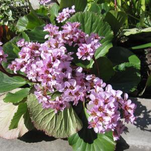 ヒマラヤユキノシタ 苗の商品一覧 通販 Yahoo ショッピング