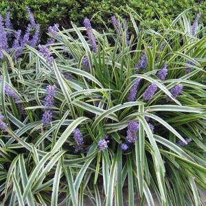 草花の苗/ヤブラン（リリオペ）：斑入りヤブラン3.5号ポット