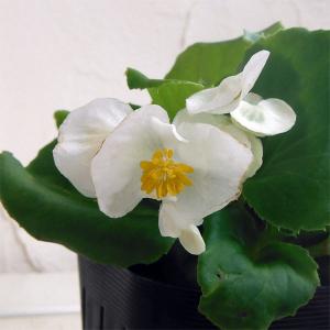 草花の苗 ベゴニアセンパフローレンス緑葉 ホワイト3号ポット 2株セット
