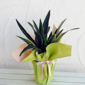 万年青鉢 花 ガーデニング の商品一覧 通販 Yahoo ショッピング