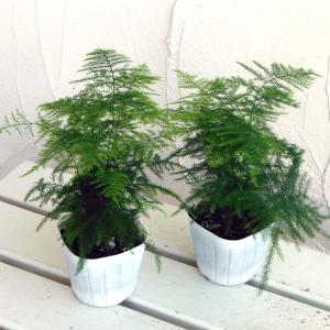 観葉植物 アスパラガス プルモーサス ナナス3号...の商品画像