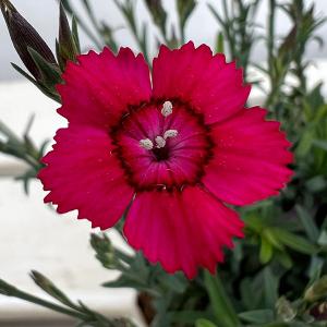 草花の苗 サマーセール ダイアンサス デルトイデス チェリーレッド3〜3.5号ポット