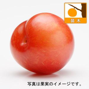 大実レッドラズベリー苗1メートル5苗 楽天市場】ウルトララズベリー（超大王） 「レッドドリーム」 5号苗木