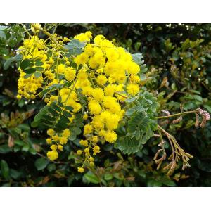 花木 庭木の苗/アカシア：スペクタビリス4〜4.5号ポット