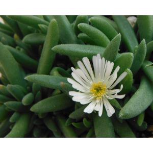 マツバギクの商品一覧 通販 Yahoo ショッピング