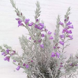 花の苗 苗 花 ガーデニング 通販 Yahoo ショッピング