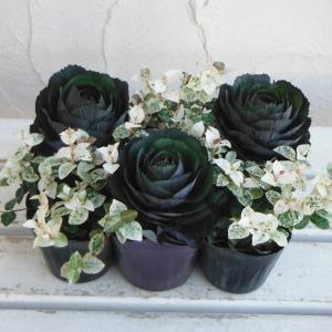 草花の苗 カラーリーフ2種6株セット ブラックルシアンとハツユキカズラ3号ポット