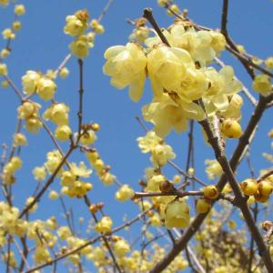 ロウバイ 苗 苗木 満月ロウバイ 1株 / ロウバイ苗 ロウバイの苗 蝋梅苗