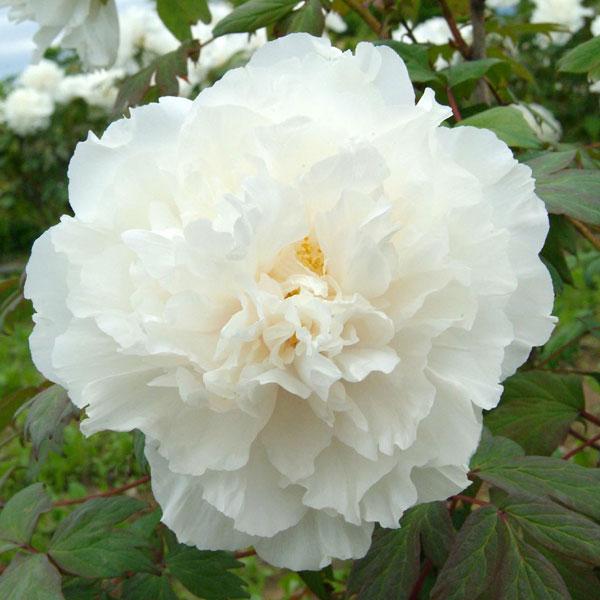 花木 庭木の苗/牡丹（ぼたん）：扶桑司（ふそうつかさ）3年生苗6号ポット