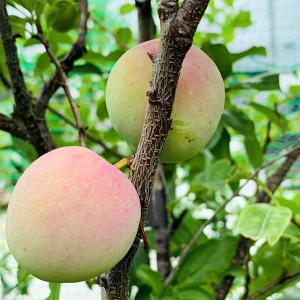 すもも(プラム)苗木 ハリウッド（紅葉すもも） : 植物・園芸専門店 花