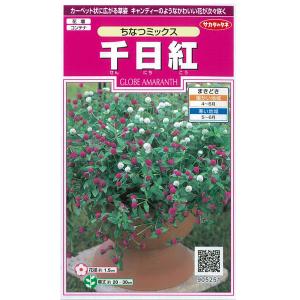 センニチコウ(千日紅) ちなつミックス サカタ 花タネの商品画像