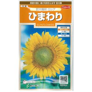 ヒマワリ 巨大輪咲き ロシア サカタ 花タネ