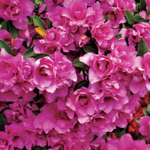 苗・盆栽苗：小葉性楓 かえで * コバショウカエデ 盆栽向きカエデ