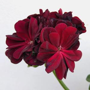 草花アイビーゼラニウム 花 ガーデニング の商品一覧 通販 Yahoo ショッピング