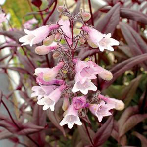 確認用ペンステモン ダークタワーズ大株 Ｎｏ．２■Ｎｏ．５ 苗アガパンサス同梱 確認用ペンステモン ダークタワーズ大株 No．2□No．5 苗