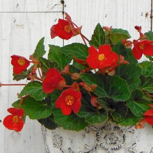 専用(4口)　華やか2個セット⭐クリスマスローズ、苗開花株 花無し苗4号 八重ダブル クリスマスローズp224029 : 花の館 ヤフー店