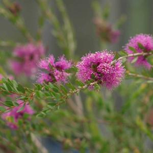 四季咲き花木 花 ガーデニング の商品一覧 通販 Yahoo ショッピング