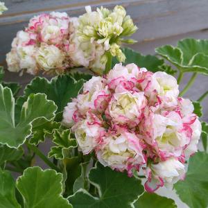 ゼラニウム：ホワイトリング5号鉢植え