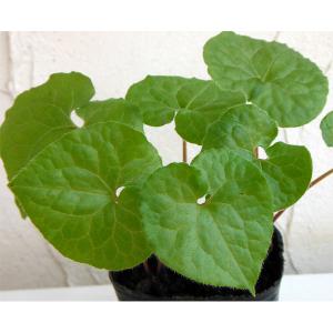 山野草の苗 フタバアオイ3号ポットの商品画像