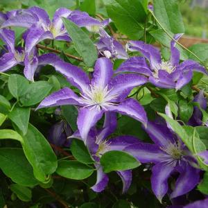 クレマチス　薄桜　竹行燈　7寸　大苗 大特価 クレマチス 薄桜 竹行燈 7寸 大苗 大株 ogafarm_40001350 花