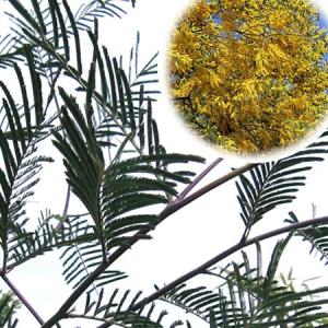 花木 庭木の苗/アカシア：房アカシア（フサアカシア・ミモザ）3号ポット（デアルバータ）