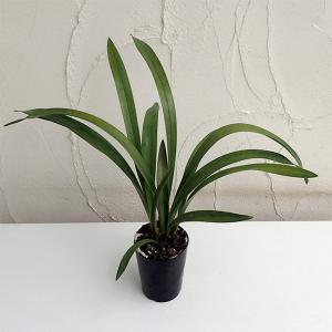 キンリョウヘン大株 花芽5芽以上 : 日本ライン花木センターYahoo