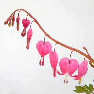 草花の苗 ディセントラ スペクタビリス3.5号ポット