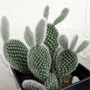 うさぎ 耳 サボテン 多肉植物 の商品一覧 花 ガーデニング 通販 Yahoo ショッピング