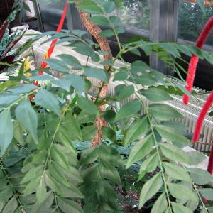 国華園 有用植物苗 カレーリーフ1株 / カレーライス 本格的 スパイス