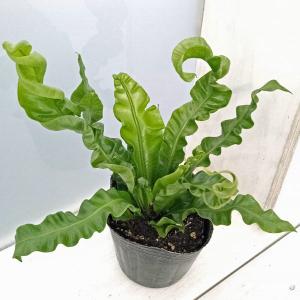 おしゃれ 観葉植物 ：フィロデンドロン クッカバラ*プラポット