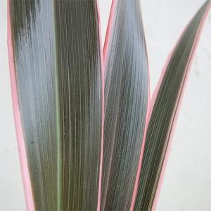 ニューサイラン(入才蘭) ピンクストライプ 観葉植物 7号/1個売り