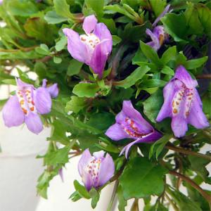 草花の苗 サギゴケ パープル3.5号ポット