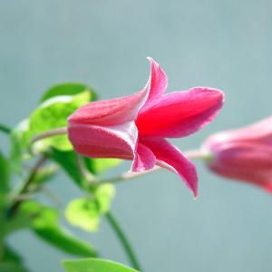 予約販売 クレマチス 苗 ピール ジャックマニー系 落合さんの