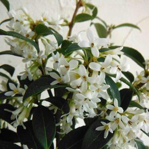 ギンモクセイ （銀木犀） 2個セット 10.5cmポット苗 : 花と緑の