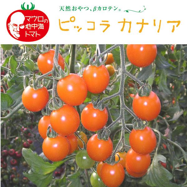 野菜の苗/イタリアントマト：ピッコラカナリア3号ポット2株セット