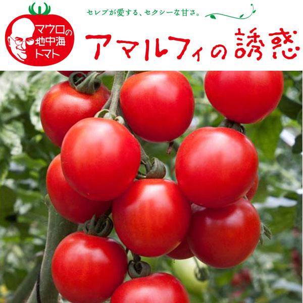 野菜の苗/イタリアントマト：アマルフィの誘惑3号ポット2株セット