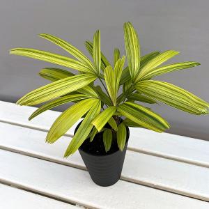 観葉植物 スキンダプサス オルモストシルバー Scindapsus pictus