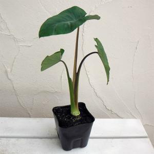 野菜の苗 サトイモ 八つ頭（やつがしら）3.5号ポット2株セット