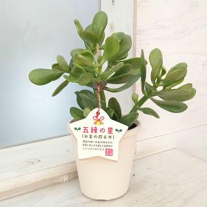 華花月(金運。縁起物✨)20年以上生育 花月（かげつ）約15〜20cm 縁起物金運アップ 金のなる木 多肉植物