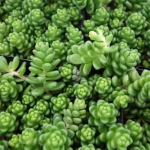 日本花キ流通 多肉植物 seセダム ローズセダム 9cmポット 多肉植物