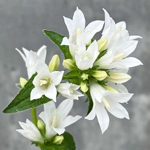 日本花キ流通 予約販売 アセビ フレーミングシルバー 10.5cmポット