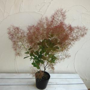 花木 庭木の苗 スモークツリー スノーパフ3号ポット : 園芸ネット