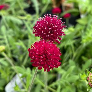 サギソウ 大 球根 鷺草球根 開花予定球 5球 青葉種 数量期間限定 茶花