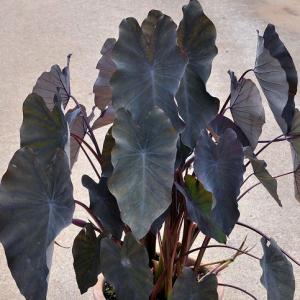ディフェンバキア ティキ【M】 観葉植物 5号/1個売り Dieffenbachia
