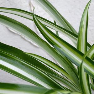 観葉植物 オリヅルラン （内斑）3号ポット