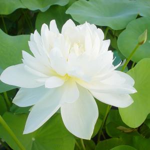 和三盆 サトウキビ （ 竹糖 ） 10.5cmポット苗 : 花と緑の専門店 土っ
