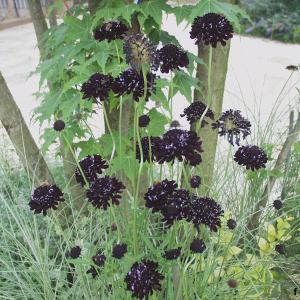 ゲブラナガトヨ ビオラ アマゾネス 2色MIX植え アソート 3.5号ポット苗