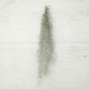 観葉植物 チランジア ウスネオイデス(スパニッシ...の商品画像