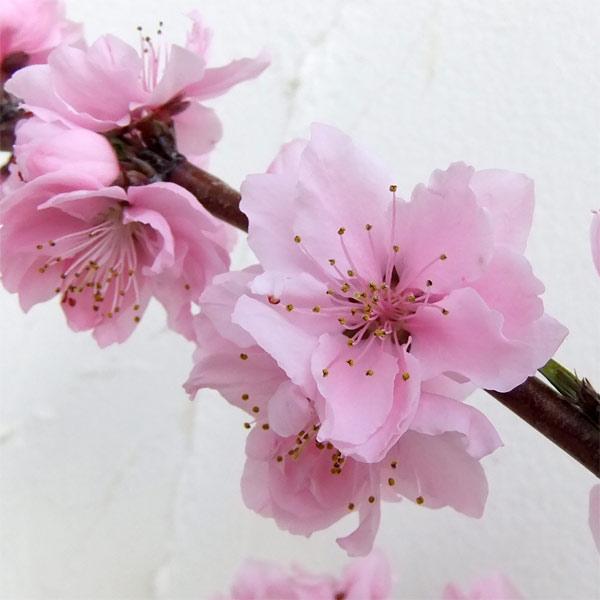 果樹の苗 モモ（桃） しだれ 照手水蜜（テルテスイミツ）4〜5号ポット